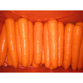 Fresh Red Carrot